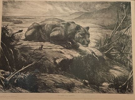 Ewert Louis VAN MUYDEN (1853 - 1922)
Lionne à l'af