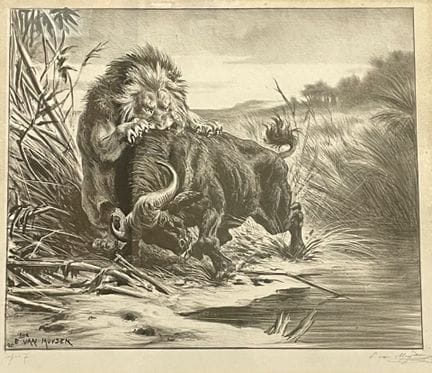 Ewert Louis VAN MUYDEN (1853 - 1922).
Lion attaqua