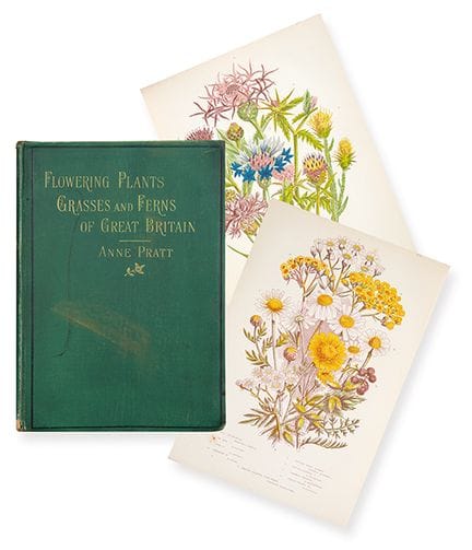 ANNE PRATT 
 Royaume-Uni, 1806 - 1893 
 
 Les plan