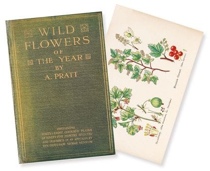 ANNE PRATT 
 Royaume-Uni, 1806 - 1893 
 
 « Wild F