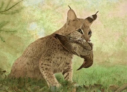 S. ESPAGNE
Aquarelle sur papier: Lynx et sa proie.