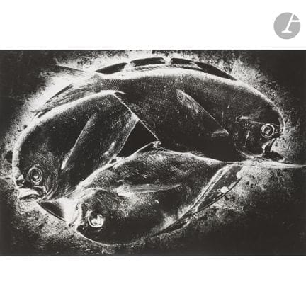 Jean Dieuzaide (1921–2003)
Fische aus Vigo (Negati