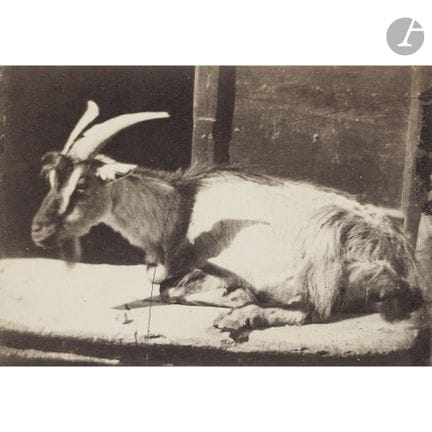 Giacomo Caneva (1813–1865) (attributed to)
Goat. I