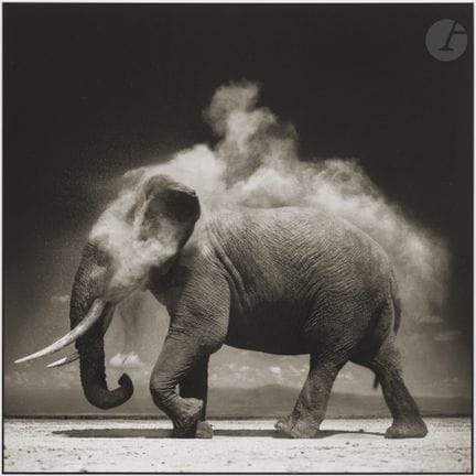 Nick Brandt (1966)
Elefant mit explodierendem Stau