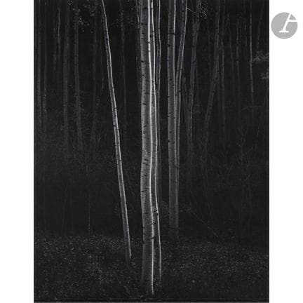 Ansel Adams (1902–1984) 20.000 / 30.000
Aspens [Ve