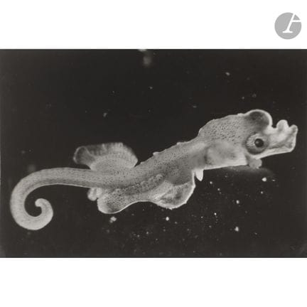 Jean Painlevé (1902–1989) 
Seepferdchen bei der Ge