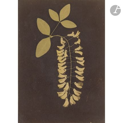 Paul-Émile Delarche (1842–1900) 
Photogram of a la