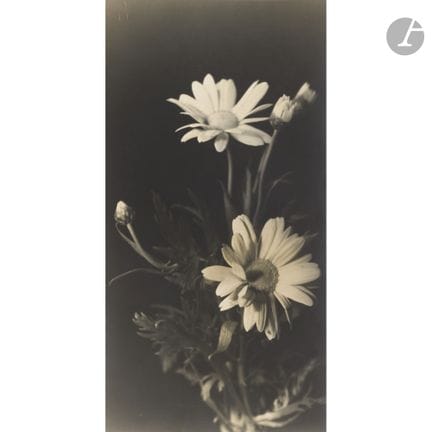 Laure Albin Guillot (1879–1962) 
Blumenarrangement