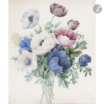 E. NIQUET (active au XIXe siècle)
Anémones
Gouache