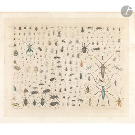 Aloys ZÖTL (Freistadt 1803 - Eferding 1887)
Insect