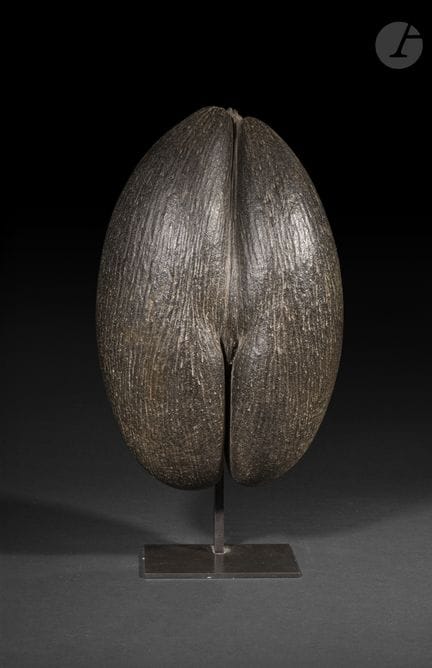 Sea coconut or Seychelles coconut, also known as "