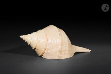 Large Syrinx Conch or Australian Trumpet Conch
A s