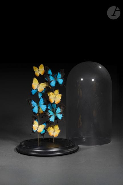 Butterflies (Papilio ulysses and Phoebis philea)
D