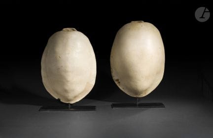 Pair of turtle carapace bones (probably from the s