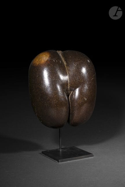 Sea coconut or Seychelles coconut, also known as "