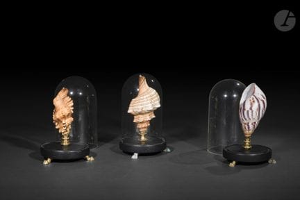 Set of three seashells (Fasciolaria trapezium, Cym