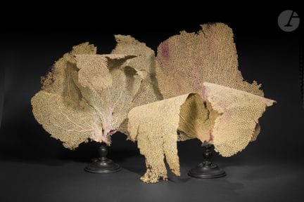 Pair of beige gorgons covered in fire coral
56 x 5