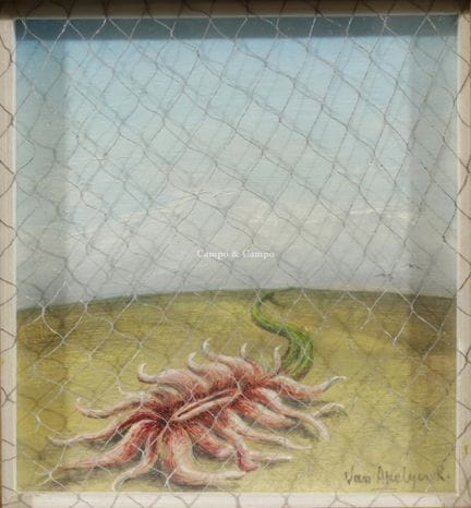 VAN AKELYEN, ROGER, 1948  -  Planta en la red  Óle