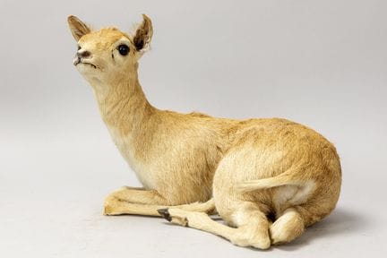 Präparierter Gewöhnlicher Ducker – Sylvicapra grim