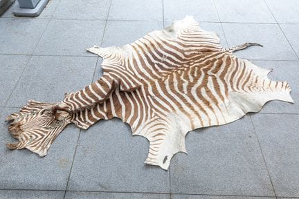 Gut erhaltenes Fell eines Steppezebras – mit klein