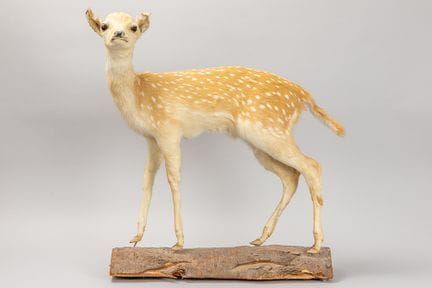 Ausgestopftes weibliches Chital-/Axishirsch-Exempl