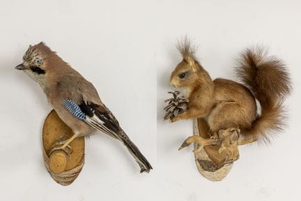 Taxidermie: ein Eichhörnchen und eine Elster

Los 