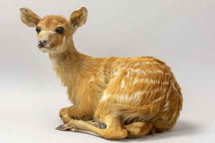 Präparierter Buschbock – Tragelaphus scriptus

Prä