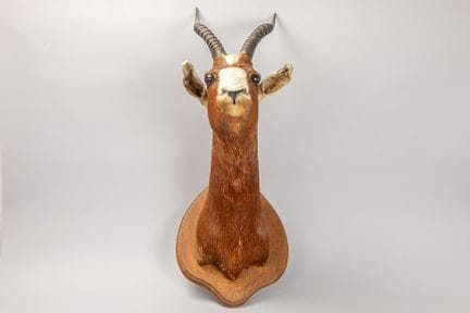Präparierter Blesbock-Kopf – Damaliscus pygargus p