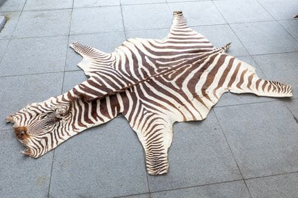 Gut erhaltenes Fell eines Steppezebras – mit klein