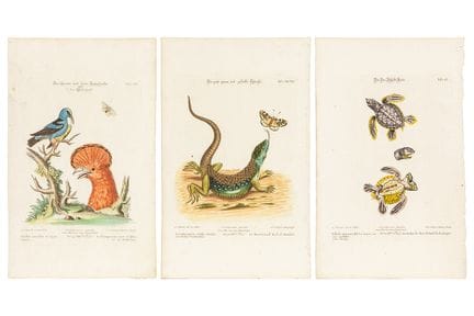 three antique etchings about animals and accompany