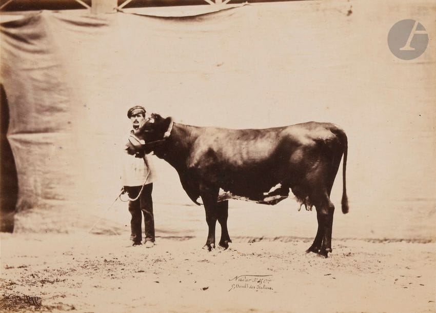 Adrien Tournachon, dit Nadar Jeune 
(1825-1903)
Vache flamande, 1856.
Épreuve sur papier salé verni, contrecollée sur carton. Signature « Nadar Jeune & Cie - 17, Bould des Italiens » en bas. Numéro « 912 » dans le négatif. Légende imprimée sur le montage.
20,4 x 27,8 cm