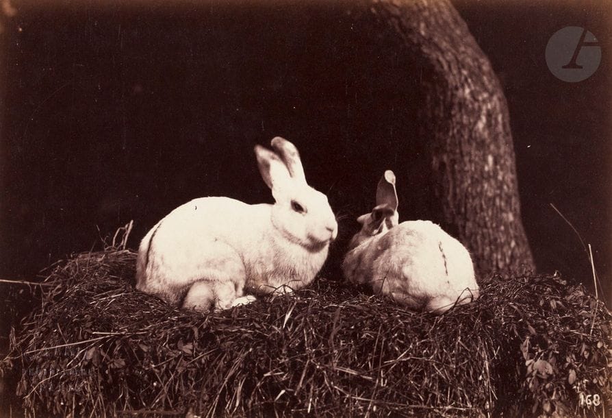 Constant Famin (1827-1888)
Études animalières, 1870.
Lapins. Moutons dans un enclos.
Trois (3) épreuves sur papier albumine?, d’après négatifs verre, contrecollées sur cartons. Nume?ros « 168 » dans le négatif (1), « 121 » et « 144 » au crayon sur les montages (2). Timbre sec du photographe en bas à gauche des épreuves.
12,2 x 18 ; 12,4 x 19,6 et 12,3 x 19 cm