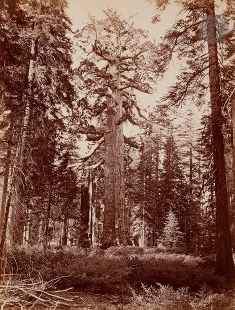 Houseworth & Co
Mariposa Groove, 1872.
Grizly Giant, 101 feet circumference.
Épreuve sur papier albuminé, d’après négatif verre au collodion humide, contrecollée sur carton.
51,8 x 39,7 cm