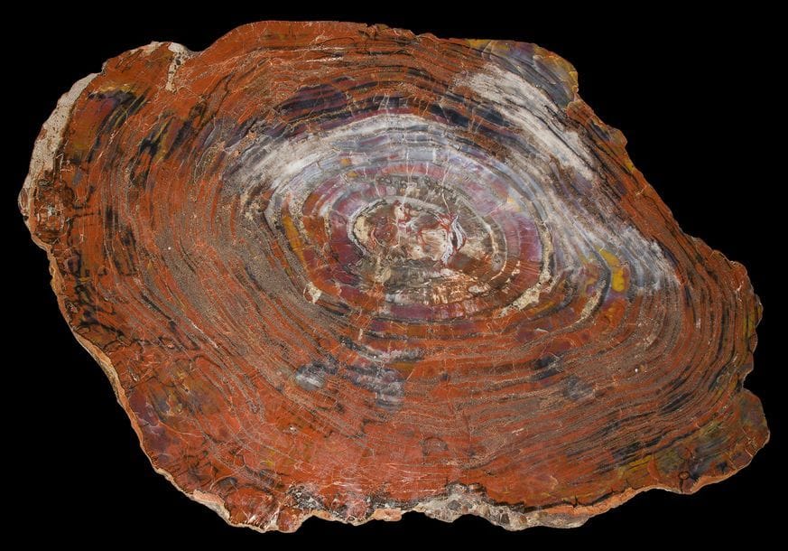 Grande plaque de bois fossilisé dit bois pétrifié 
Environ 100 x 63 cm