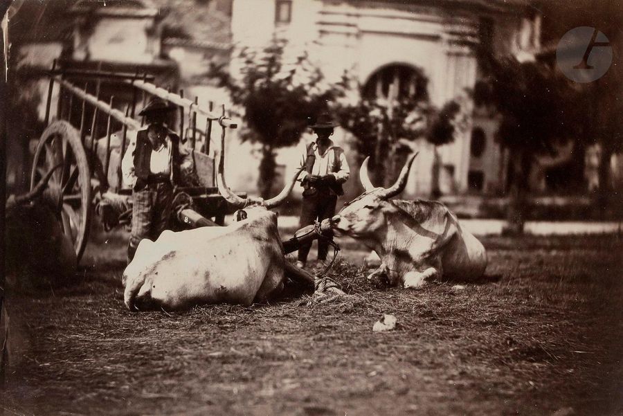 Photographe non identifié 
Italie, c. 1855-1860. 
Maremmanas. 
Épreuve sur papier albuminé, d’après négatif verre au collodion. 
14,2 x 21,5 cm

Unidentified photographer
Italy, c. 1855-1860. 
Maremmanas. 
Albumen print.
14.2 x 21.5 cm