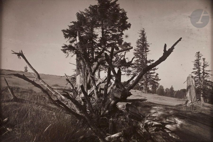 Josef Sudek (1896-1976) 
La fôret de Mionsi, c. 1950-1960. 
Épreuve argentique (c. 1960). Annotations de la main de Petr Helbich (assistant de Josef Sudek) au verso. 
11,5 x 17,5 cm 

Josef Sudek (1896-1976)
The Mionsi Forest, 1950-1960. 
Gelatin silver print (c. 1960). Handwritten annotations by Petr Helbich (Josef Sudek's assistant) on verso.
11.5 x 17.5 cm