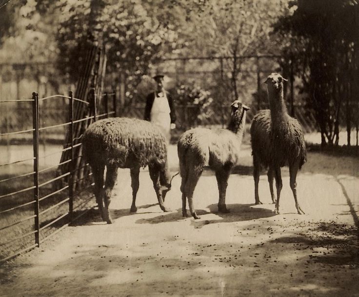 Photographe non identifié 
Lamas et gardien, c. 1870.
Épreuve sur papier albuminé. 
17 x 20,4 cm 

Unidentified photographer
Lamas, c. 1870.
Albumen print. 
17 x 20,4 cm 