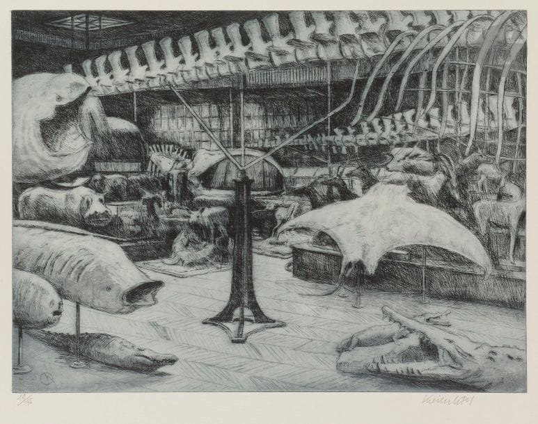 Jürg KREIENBÜHL (1932-2007)
Galerie de Zoologie, Musée d’histoire naturelle de Paris, 1986-1995
Eau-forte, aquatinte et pointe sèche sur laiton.
Épreuve sur vélin gris fort, tirée en bleu, numérotée et signée au crayon. Tirage à 75 épreuves.
55,5 x 65 cm

Bibliographie : 
Plumart G 194.