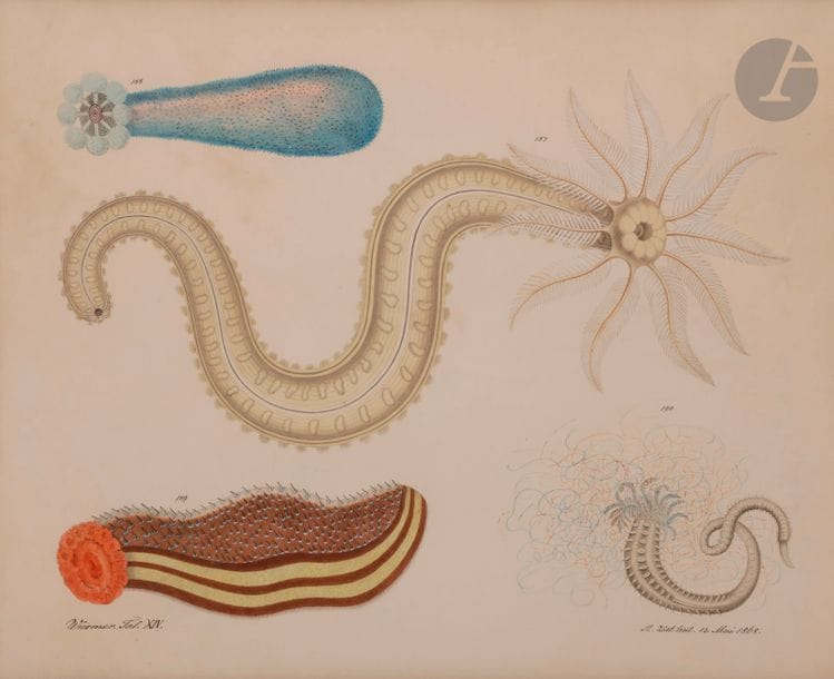 Aloys ZÖTL (Freistadt 1803 - Eferding 1887)
Protozoaire, 1868
Aquarelle, plume et encre noire sur traits de crayon.
Signée et datée en bas à droite.
Légendée en bas à gauche " Würmen. Taf. XIV. "
(Petit accident en haut à gauche sur 5 cm, légèrement insolée).
40,5 x 49 cm