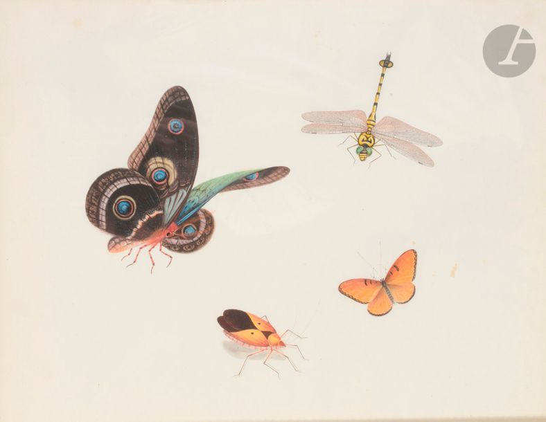 École du Nord du XIXe siècle
Quatre études de papillons et insectes
Aquarelle gouachée.
33,5 x 43 cm