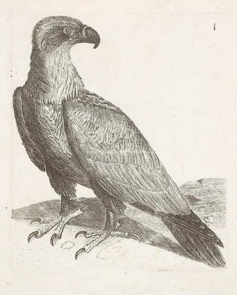 Rémy Willemet et Jean-François Coste
Ornithologie abrégée de la France contenant les figures & la nomenclature en un grand nombre de langues de 134 espèces d'oiseaux gravées en taille-douce. Neuwied sur le Rhin, chez la Société typographique. 1794. Un vol. broché petit in-4° contenant 134 planches gravées à l'eau-forte (133 pl. + 1 numérotée 45 bis), précédées de 31 pages portant la nomenclature typographiée. Très belles épreuves sur vergé, certaines avec menues rousseurs ou salissures. Angle inférieur droit des premiers feuillets remplié. Dos partiellement débroché. Première édition.