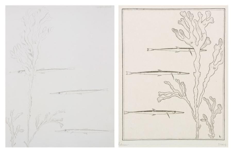 JEAN-ÉMILE LABOUREUR (1877-1943)
Marine I: Les Trois poissons. 1934. Burin. À vue: 150 x 200. S. L. 498. Épreuve sur vélin, signée et numérotée à la mine de plomb. Tirage total à env. 93 épreuves. Joint: dessin préparatoire à la pointe d'argent sur vélin blanc, [225 x 290], signé en haut à droite. Ens. 2 p. dans un cadre.