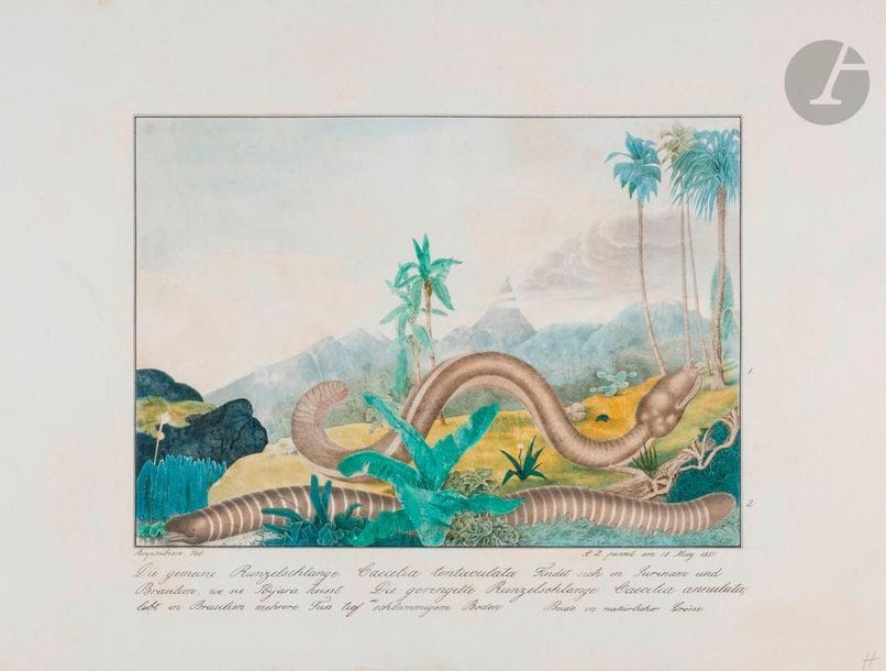 Aloys ZÖTL (Freistadt 1803 - Eferding 1887
)Les Cécilies, 1851Watercolour
and ink.
Signed and dated "A.Z pinxit am 18. May 1851".
Annotated "Amphibian Tab" lower left.
Legend at the foot: "Die Gemeine Runzelschlange. Caecilia tentaculata Findet sich in Surinam und Brasilien, wo sie Ibijara heisst. Die geringelte Runzelschlange Caecilia annulata lebt in Brasilien mehrere Fuss tief in schlammigem Boden in natürlicher Grösse. "
(Restorations).
44 x 54.5 cmProvenance

:
Sale Aloys Zötl, Maître Maurice Rheims, Hôtel Drouot, Paris, December 19, 1955, No. 10



.



 