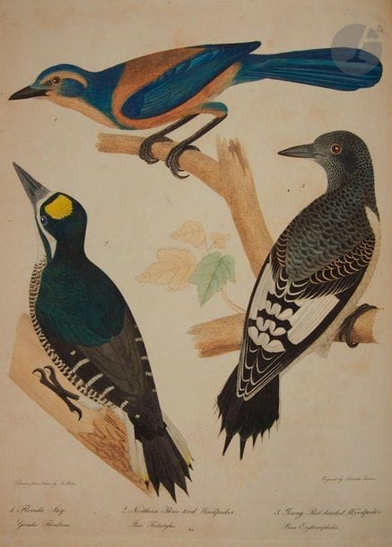 BONAPARTE (Charles Lucien).

American ornithology ; or, the natural history of birds inhabiting the United States, not given by Wilson.

Philadelphie : Carey, Lea & Carey : Londres : John Miller, 1825-1828. - 3 volumes (sur 4) grands in-4, 375 x 288 : (1 f.), vi pp., (1 f.), 105 pp., 9 planches ; vii, (1 f.), 95 pp., 6 planches ; (1 f.), 60 pp., (1 f.), 6 planches. Demi-maroquin rouge à coins, roulettes dorées, dos lisse orné (reliure de l'époque).



Édition originale.

Cet ouvrage sur les oiseaux d'Amérique est le supplément que donna le zoologue et homme politique italien Charles Lucien Bonaparte (1803-1857) au monumental American ornithologie d'Alexander Wilson paru en 9 volumes au début du siècle.

Dans le premier tome Bonaparte décrit 16 espèces d'oiseaux terrestres, dans le second il en décrit 74 dont 60 sont des espèces aquatiques. Le dernier est, quant à lui, consacré à la description d'espèces terrestres et aquatiques, à partir essentiellement des observations faites par le peintre et naturaliste Titian Ramsay Peale (1799-1885) en Floride.

Chaque espèce a été reproduite en couleurs sur 21 planches gravées sur cuivre par Alexander Lawson d'après A. Rider.

Il manque le 4e volume qui ne parut qu'en 1833.

Frottements et importantes épidermures aux reliures. Fortes rousseurs, particulièrement dans les volumes 2 et 3, n'atteignant cependant pas les planches.

Provenance : Charles Campbell, avec cet ex-dono manuscrit de l'époque sur les gardes : " Edward to Charles Campbell. Merton Abbey. Surrey. England. " - Étiquette avec inscription russe gaufrée et numéro d'inventaire manuscrit.