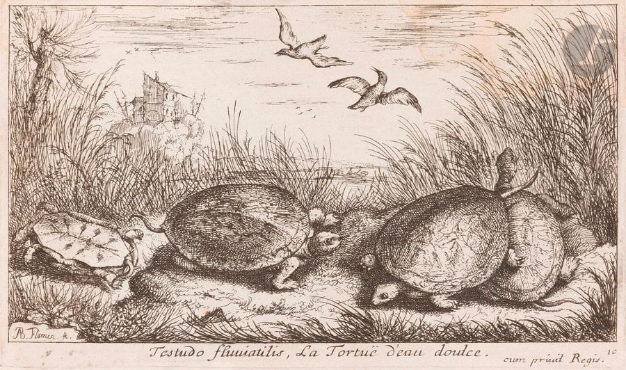 Albert Flamen (1620-1692)
Pl. de deux suites de poissons de mer et d’eau douce (pl. VII et VIII : L’Alose ; La Vive ; pl. 9 à 12 : L’Esplan (Éperlan), La Tortue d’eau douce, Ablettes, La Lamproye). Eau-forte. 170 x 106 et 177 x 105. Très belles épreuves, les 2 premières avec de belles marges, portant un ancien numéro à la plume et à l’encre sépia en tête, les 4 autres rognées au coup de planche, avec petites rousseurs et quelques petites auréoles claires d’humidité. Ens. 6 p.
