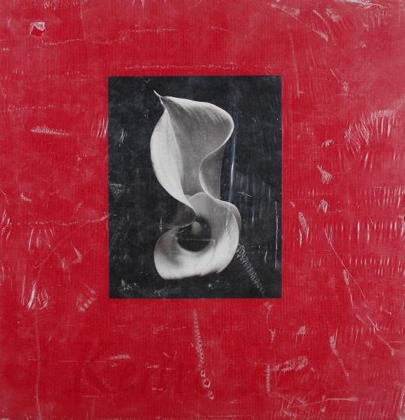 Izu, Kenro (né en 1949)
Still life. Arena Editions, Santa Fe, 1998. In-4 (31 x 31 cm). Edition originale. 23 pp. 55 photographies reproduites en noir et blanc. Cartonnage d'éditeur avec illustration contrecollée sur la couverture, dans son emballage d'origine. Izu, Kenro (born in 1949) Still life. Arena Editions, Santa Fe, 1998. As new in publisher's original shrinkwrap.