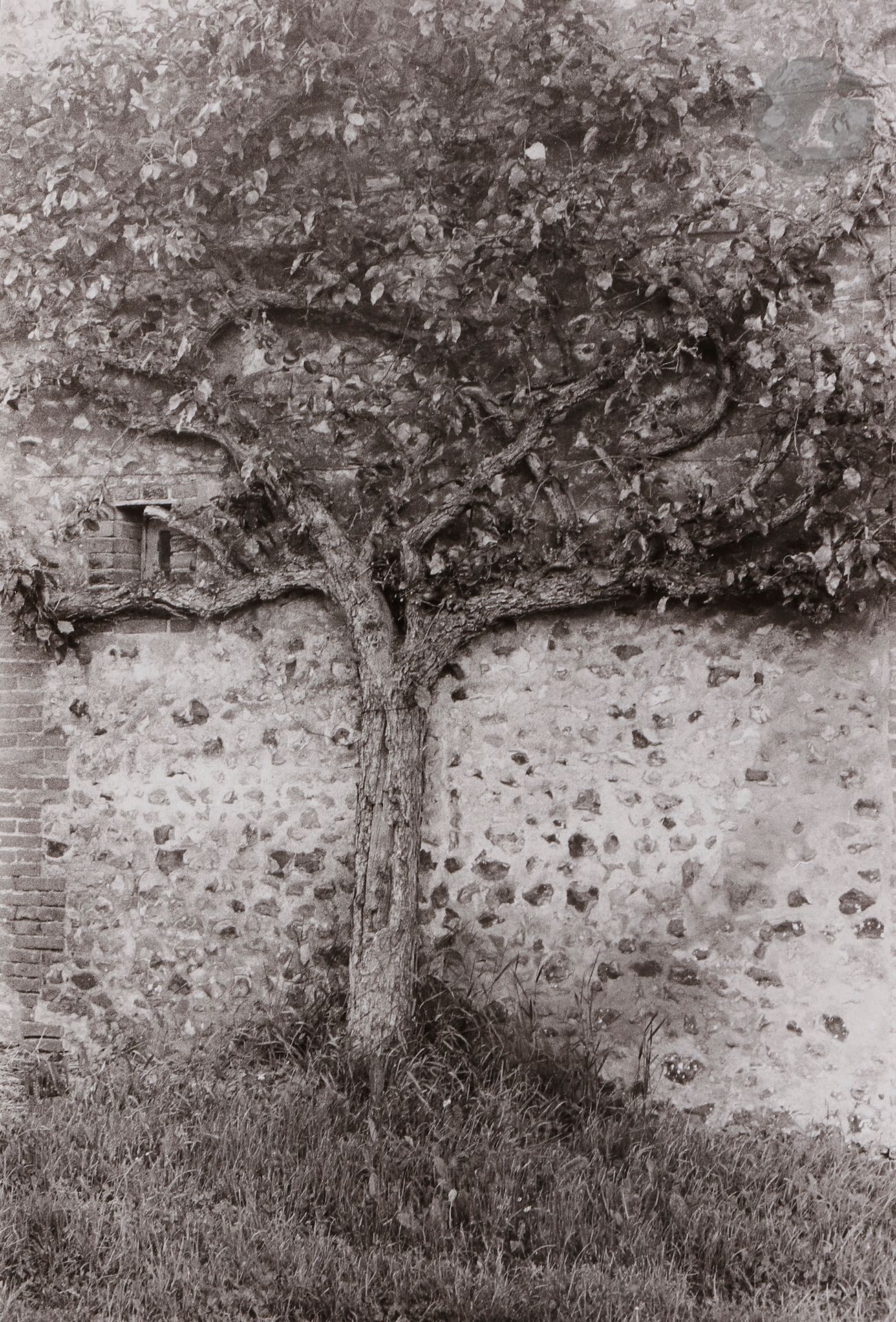 *Gladys
L’arbre aplati. Normandie, mai 1979. 
Épreuve argentique (1980), signée, titrée et datée au crayon dans la marge inférieure. Signature et annotations au crayon au verso. 
Image : 30,2 x 20,4 cm
Feuille : 40,1 x 30,3 cm

Gladys
L'arbre aplati. Normandie, May 1979. 
Gelatin silver print (1980), signed, titled and dated in pencil in lower margin. Signature and annotations in pencil on verso. 
Image : 30.2 x 20.4 cm
Paper : 40.1 x 30.3 cm
