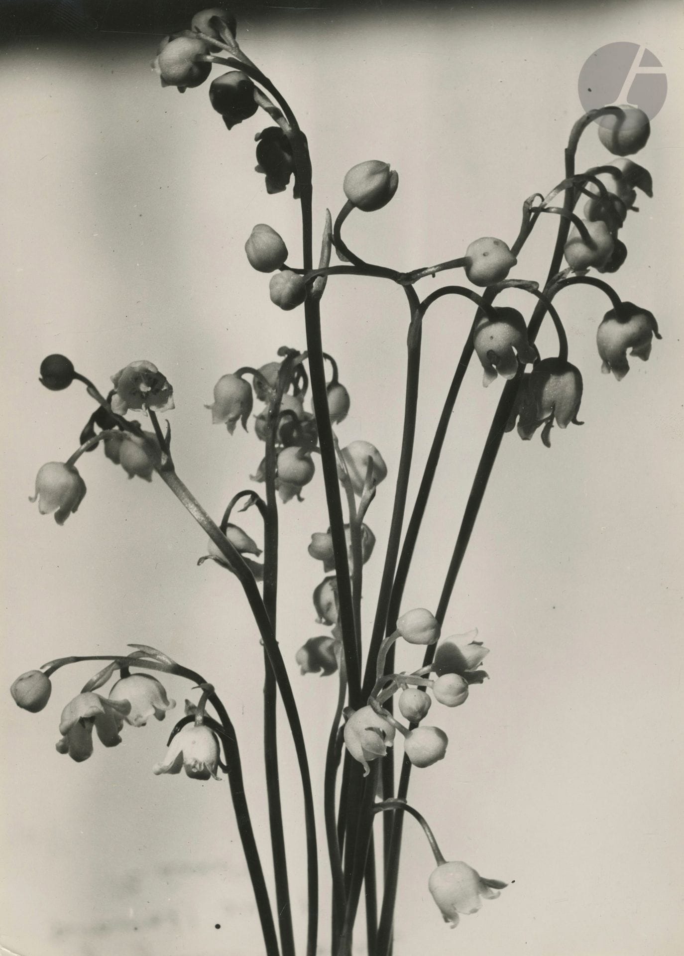 Nora Dumas (1890 - 1979)
Muguet, c. 1930. 
Épreuve argentique d'époque. Tampon "Mention obligatoire - Dumas - Satigny - photographe" au verso. 
23 x 16,5 cm

Nora Dumas (1890 - 1979)
Muguet, c. 1930. 
Vintage gelatin silver print. Stamp "Mention obligatoire - Dumas - Satigny - photographe" on verso. 
23 x 16.5 cm