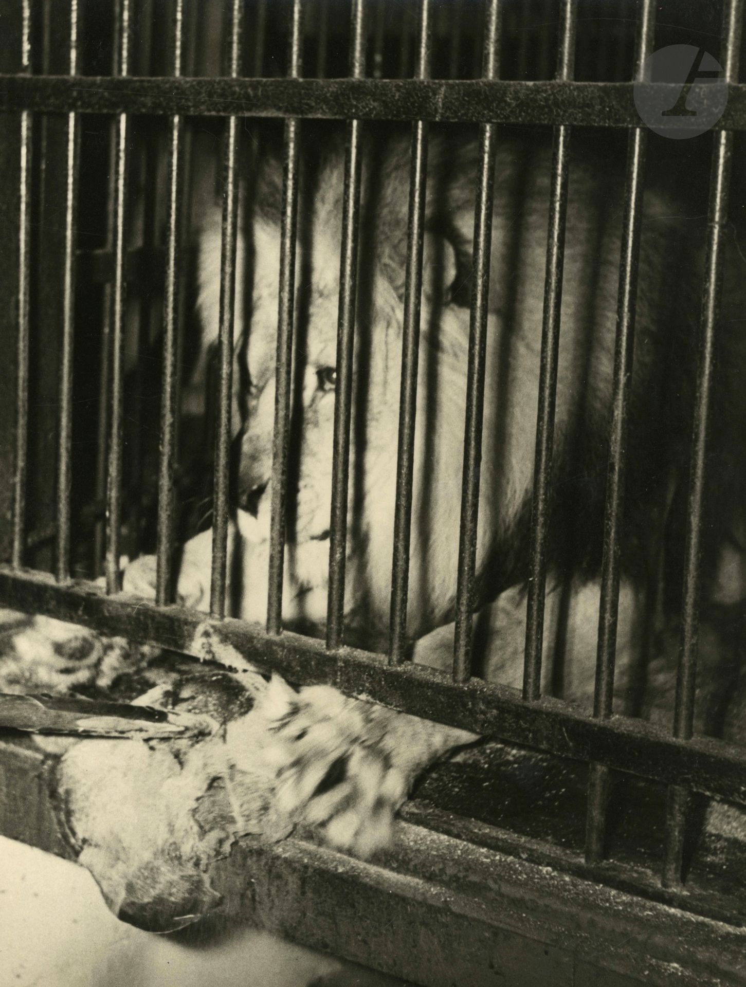 François Tuefferd (1912-1996
)Lion in a Cage, c. 1935. 
Period silver print. Photographer's stamp on verso. 
23.7 x 18 cm 

François Tuefferd (1912-1996)
Lion in a cage, c. 1935


. 


 
Vintage gelatin silver print. Photographer's stamp on verso. 
23.7 x 18 cm







