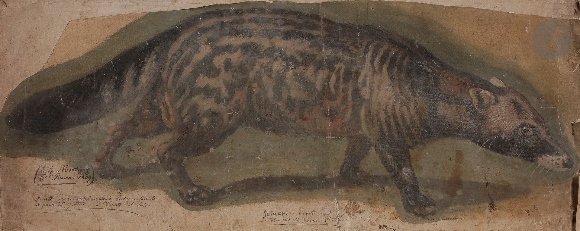 Élie Honoré MONTAGNY (Paris c,1795 - 1864)

Civette, 1809

Huile sur papier.

Signée, datée et située en bas à gauche.

(Taches, pliures, déchirures, doublé pour être mis au rectangle).

24 x 58 cm